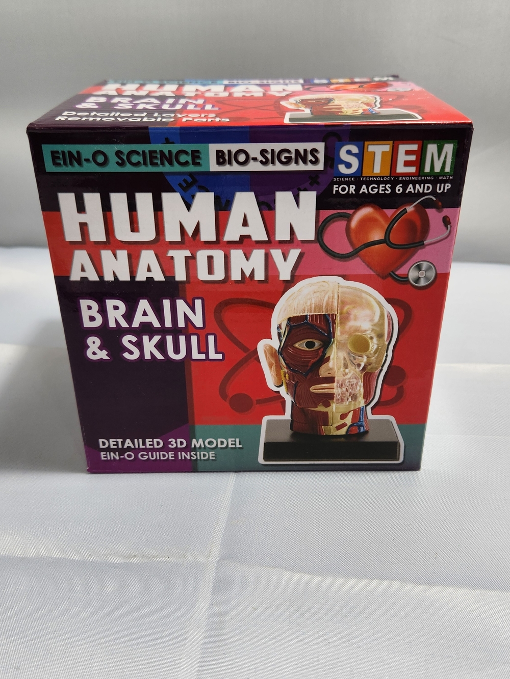 stem Human Anatomy Brain & Skull Model - Red, Purple, White